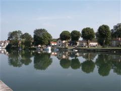 Bume im Fluss